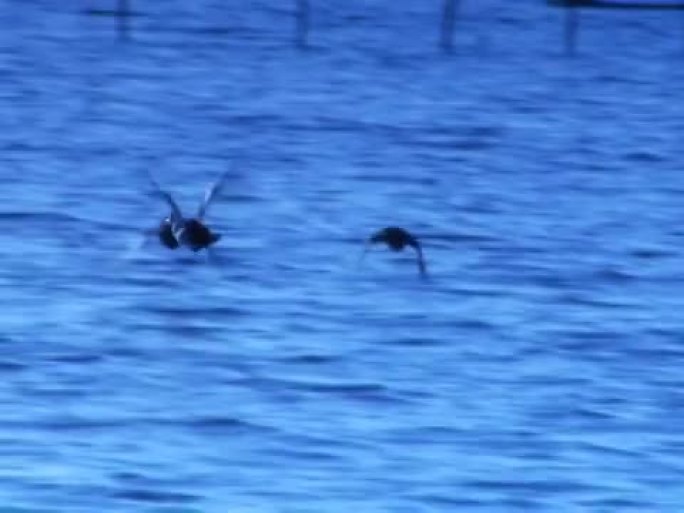 鸭子在湖面上飞翔