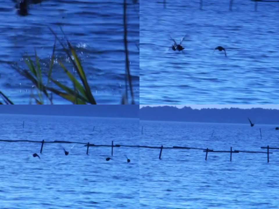 鸭子在湖面上飞翔