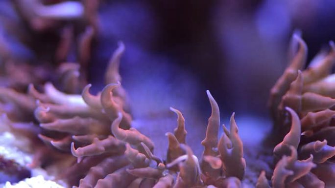 岩花银莲花热带鱼群海洋大海野生动物