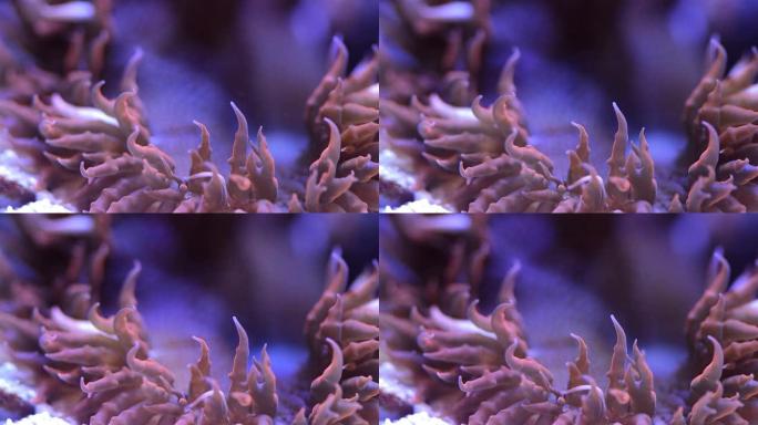 岩花银莲花热带鱼群海洋大海野生动物