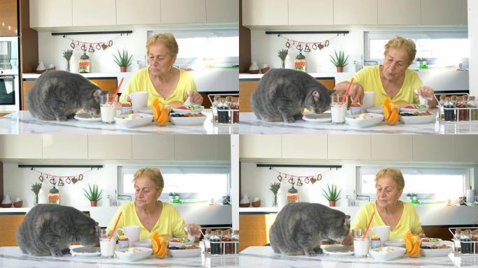 高级妇女在厨房里喂肥猫