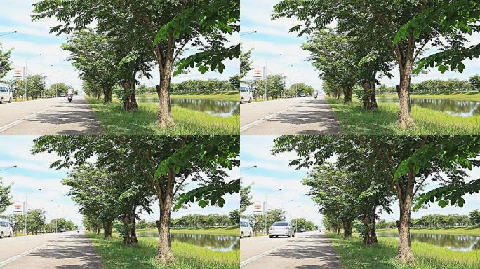 HD：路边种植的树木