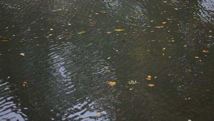荷兰的秋天河水落叶水波纹特写镜头
