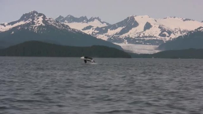 虎鲸突破狩猎冰川阿拉斯加山脉西雅图巴塔哥尼亚