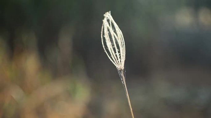 单一干草小草