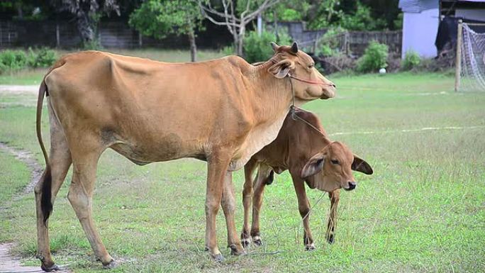 牧场上的奶牛和刚出生的小牛