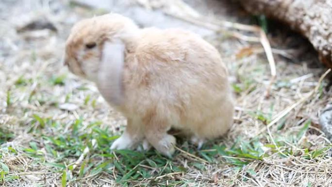 兔子小兔子特写实拍素材