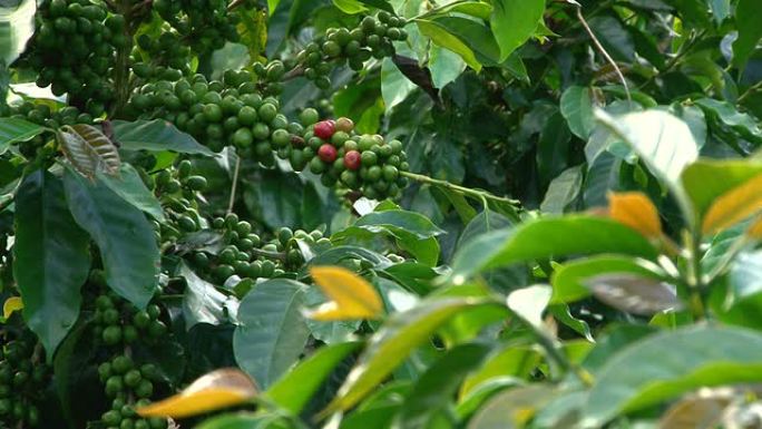 将咖啡豆集中在叶子上