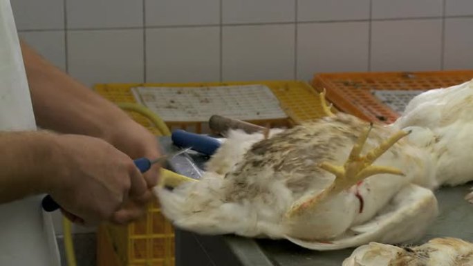 一家食品加工厂的鸡爪被切断