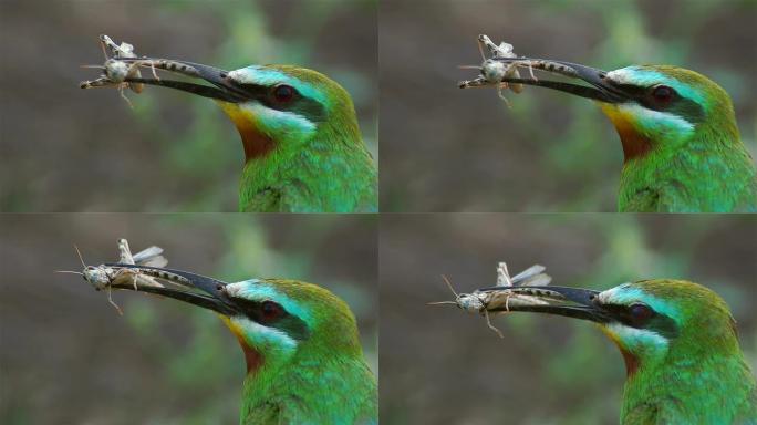 蓝颊食蜂鸟生态自然景色鸟素材实拍