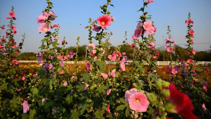 蜀葵蜀葵花夏天