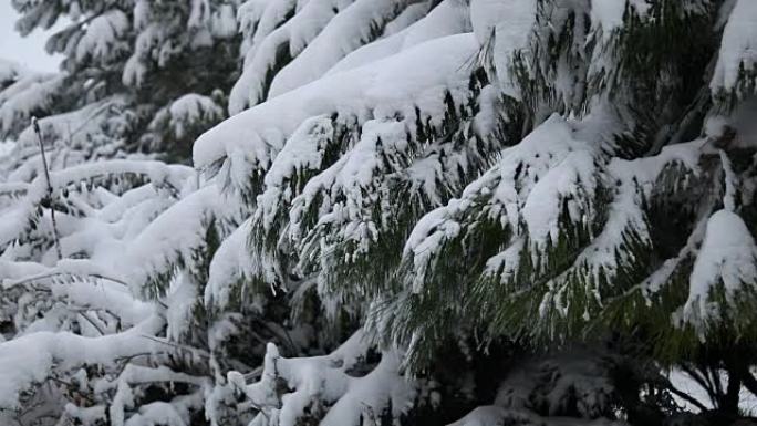 冬天和雪