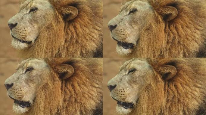 狮子脸