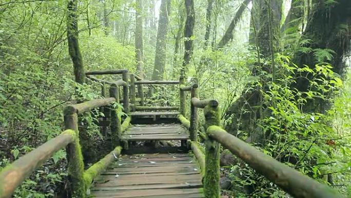 通往多伊因塔农国家公园丛林的桥梁