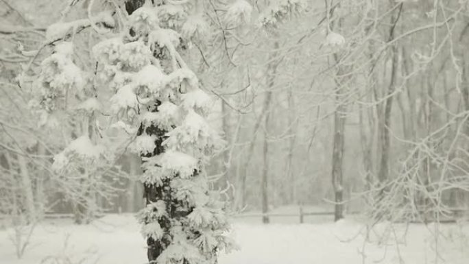 暴雪中的雪和冬天的松树（视频）