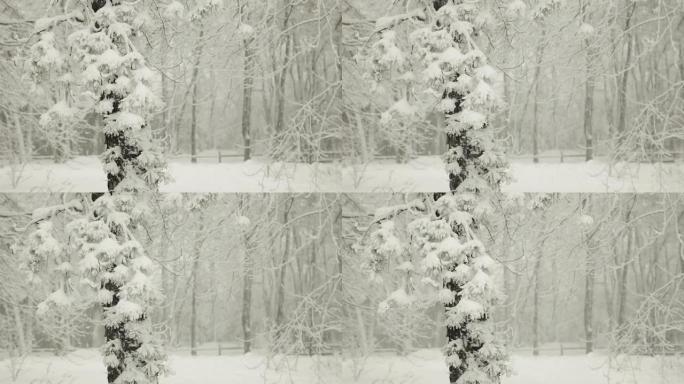 暴雪中的雪和冬天的松树（视频）