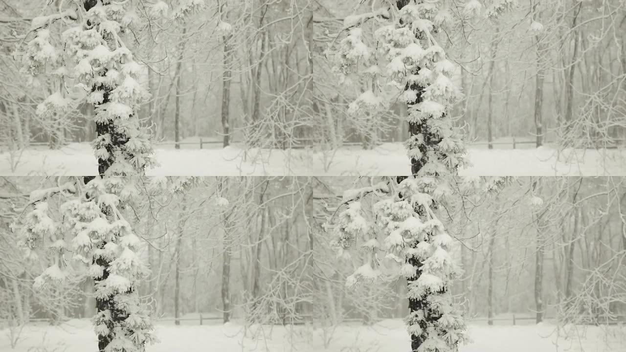 暴雪中的雪和冬天的松树（视频）
