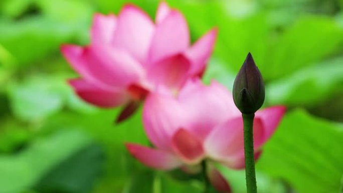 美丽的粉色莲花