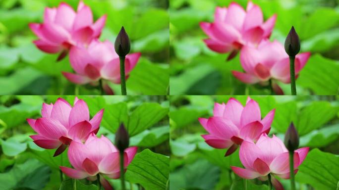 美丽的粉色莲花