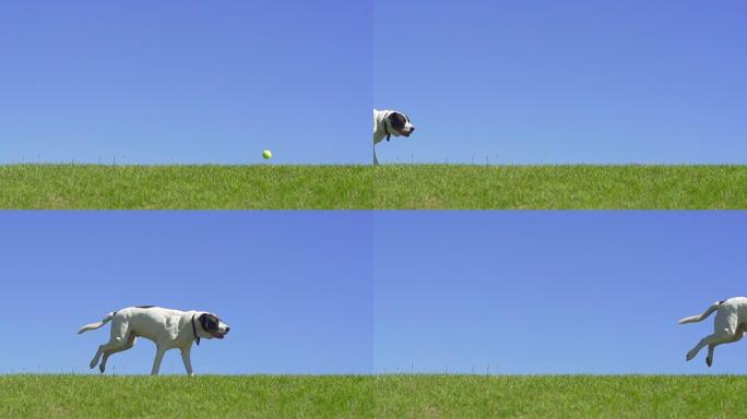 狗跑奔跑巡回棒球