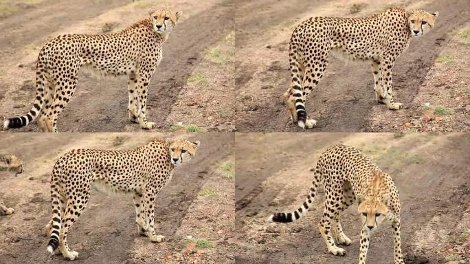 猎豹在野外捕食