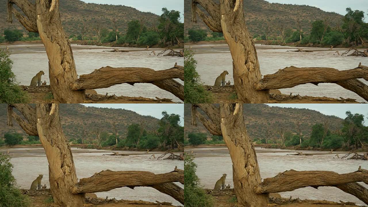 肯尼亚桑布鲁的豹和埃瓦索·恩格罗河。