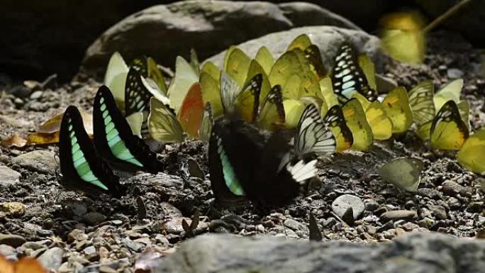 热带森林中的蝴蝶热带森林中的蝴蝶