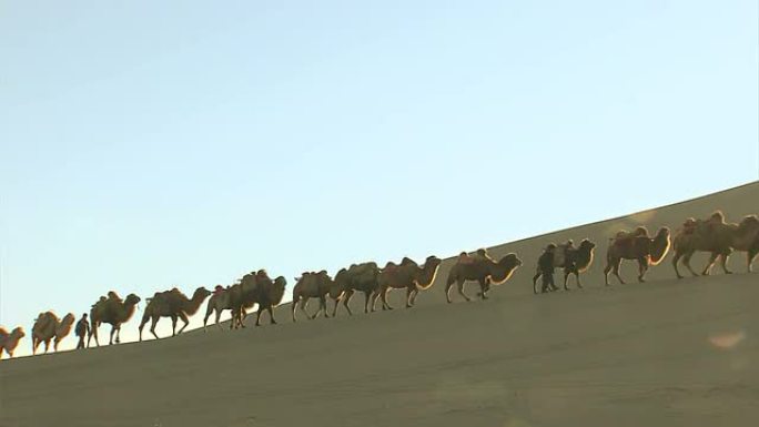 骆驼商队骆驼商队沙漠一带一路
