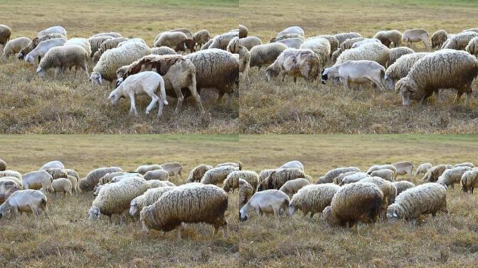 干草地里的绵羊