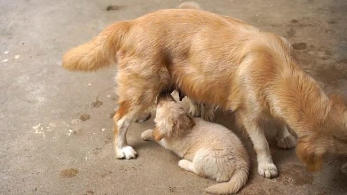 金毛猎犬母乳喂养2枪