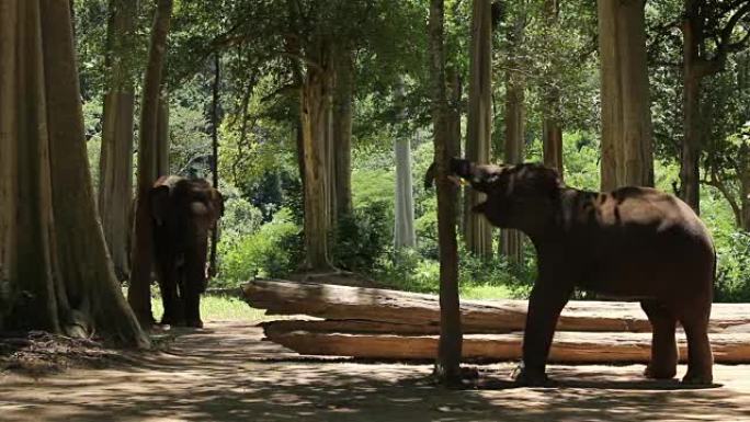 两只亚洲小象大象两只亚洲小象