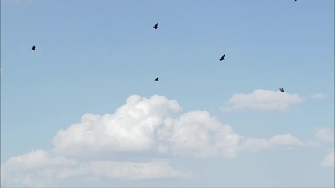 与秃鹰一起飞行-鸟瞰图-卡斯蒂利亚和莱昂，塞戈维亚，马德鲁埃洛，西班牙