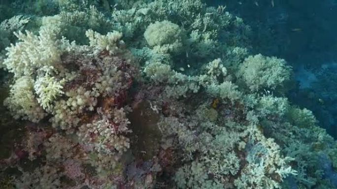 美丽多彩的软珊瑚，菲律宾 (4K)