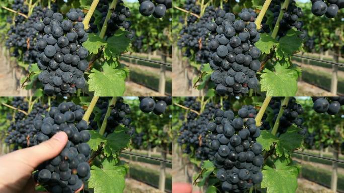 手工展示葡萄
