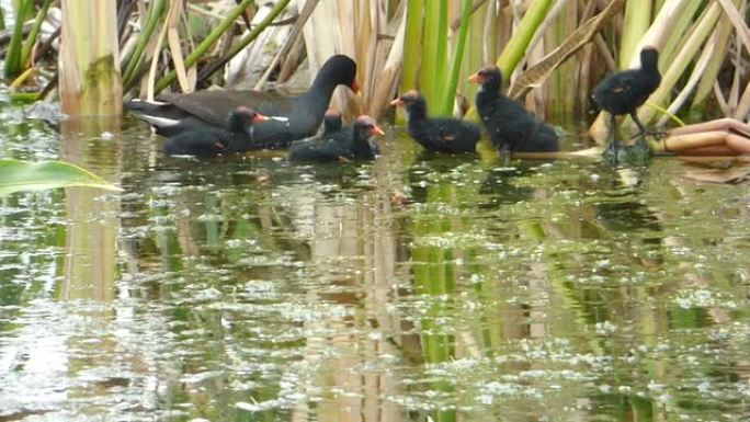 摩尔母鸡妈妈和她的六只秃头黑鸡在湿地游泳和进食