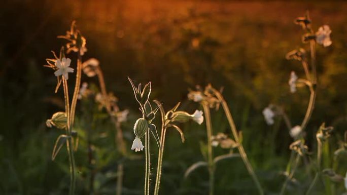 日落时的花朵夕阳花朵绿植