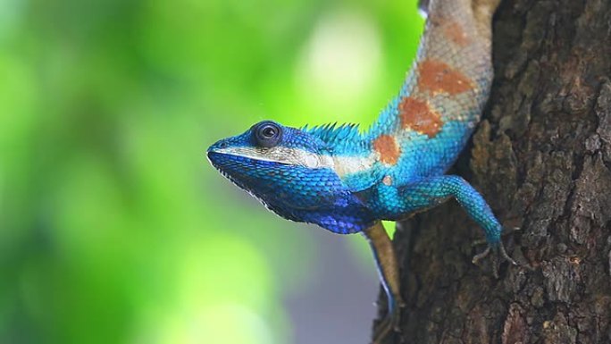 美丽的蜥蜴美丽蜥蜴多彩多色