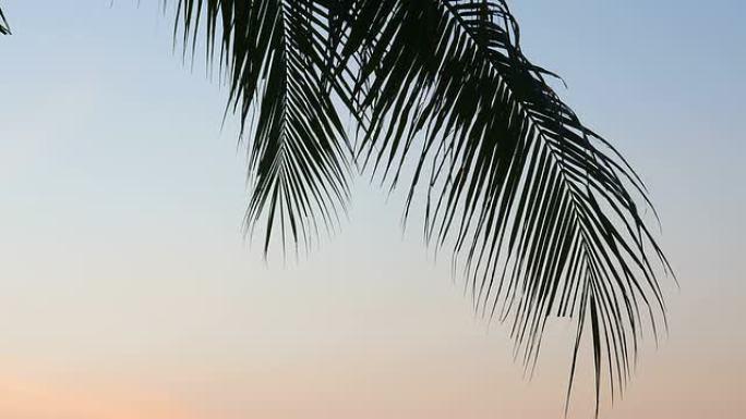 海滩上的高清椰子棕榈树