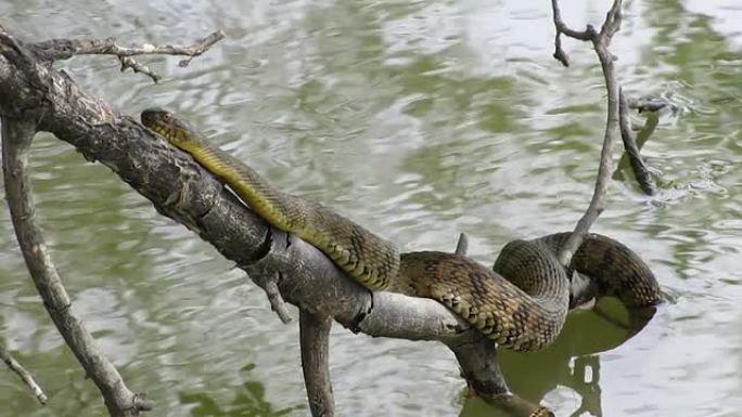 水蛇