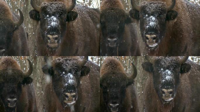 野牛肖像第二野牛肖像第二下雪
