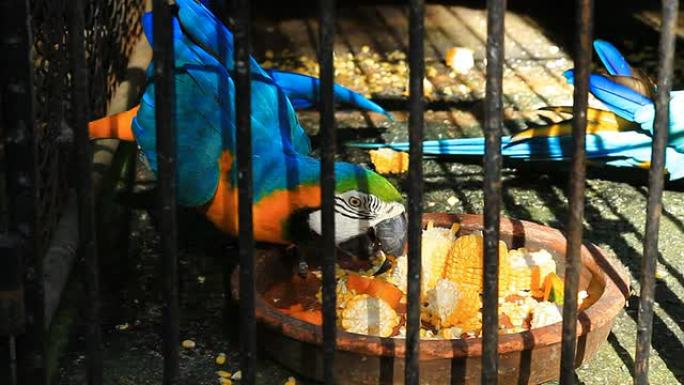 笼子里的鹦鹉在吃玉米。