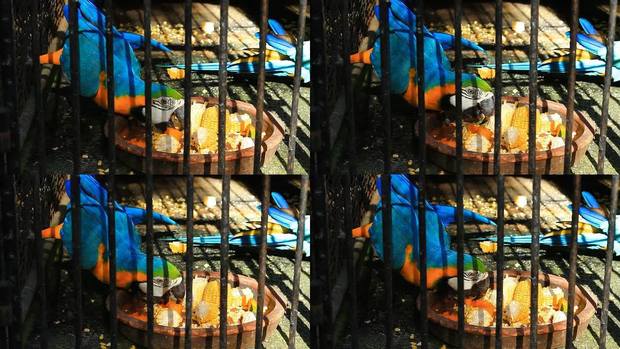 笼子里的鹦鹉在吃玉米。
