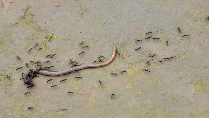 蚂蚁捕食蚯蚓猎食包围