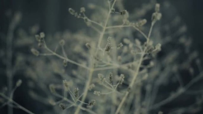 冬季种植干枯植物植物种子