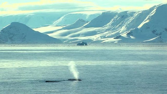 南极的鲸鱼喷口南极北极大洋洲