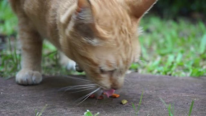 黄巷猫在草坪上吃干粮。