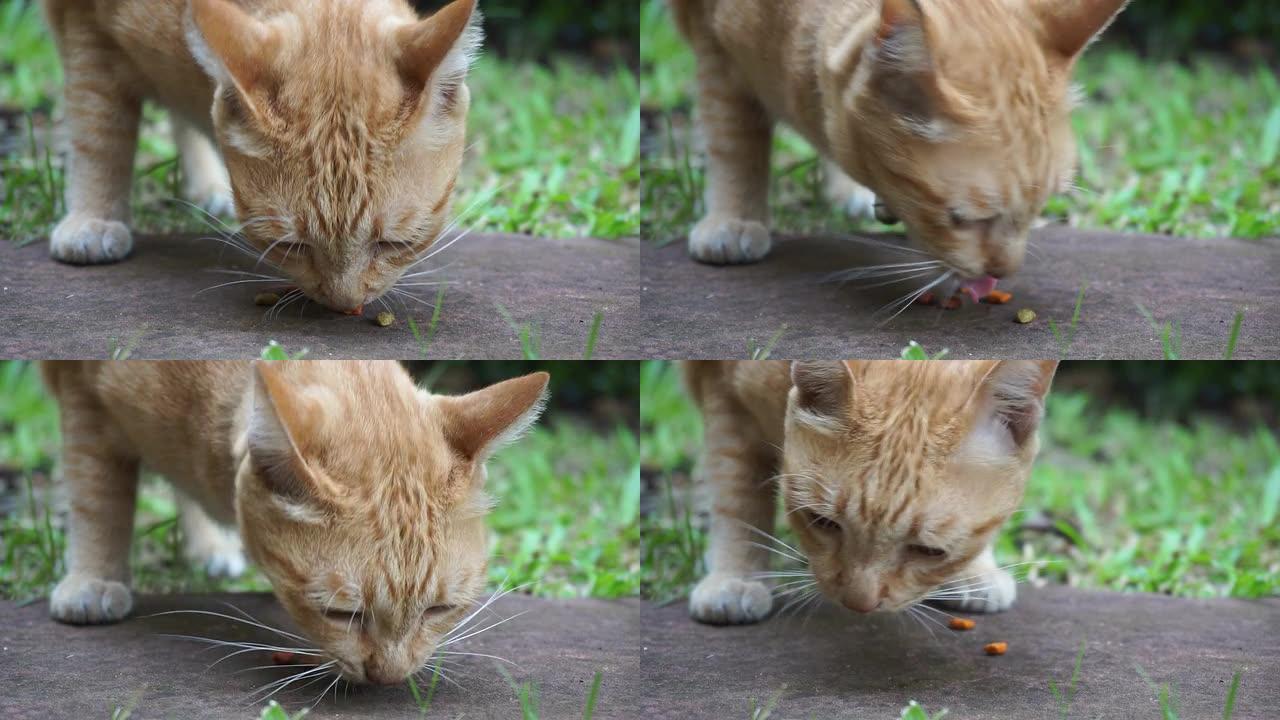 黄巷猫在草坪上吃干粮。