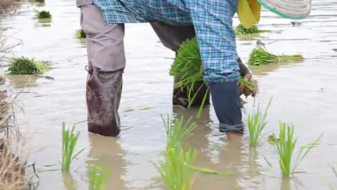 亚洲农民在工作中种植水稻: 高清VDO