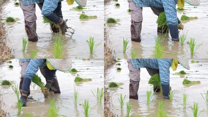 亚洲农民在工作中种植水稻: 高清VDO