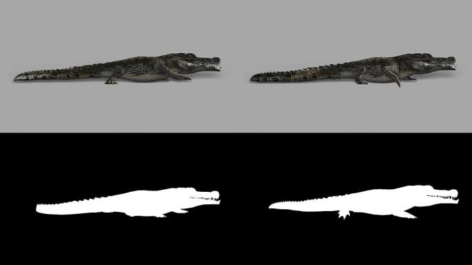 带有Alpha通道的爬行鳄鱼 (可循环)